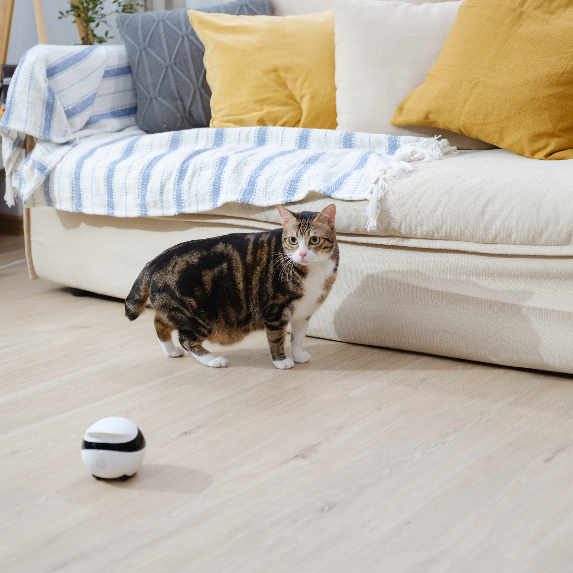 Robot Camara Movil Smart Para El Hogar